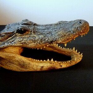 ToyAlligator head figure 7"